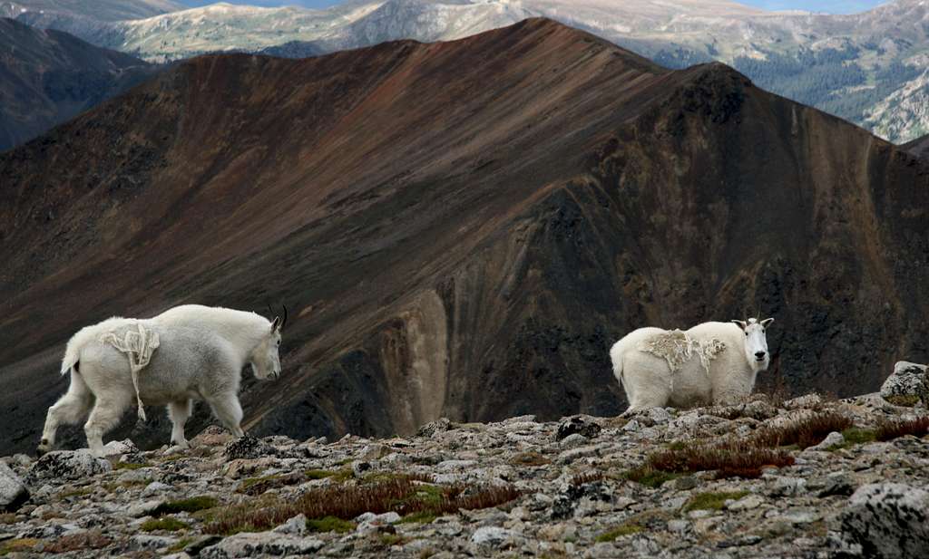 True Hard-Core Climbers