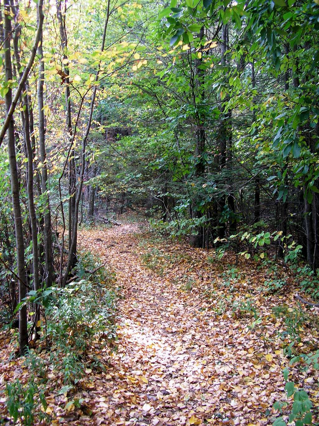 Leaves on the trail