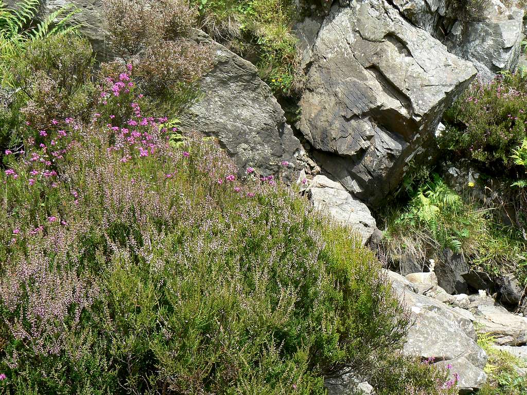 More heather on Ben A'an