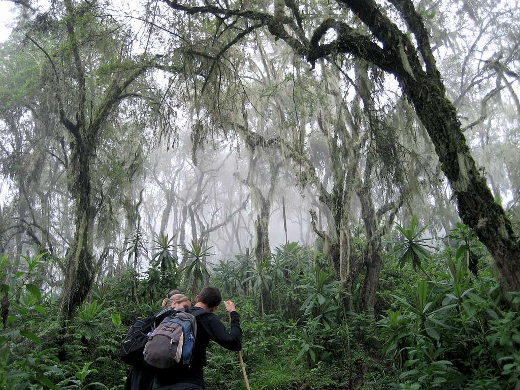 Rain Forest on Bisoke