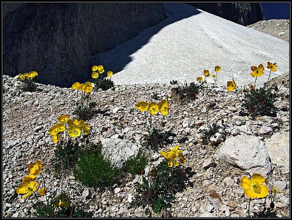 Alpine poppies below Sassolungo/Langkofel