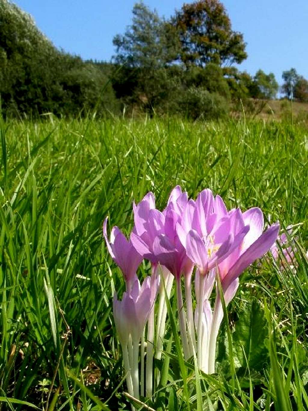 Early Sign of Fall - Autumn Crocus