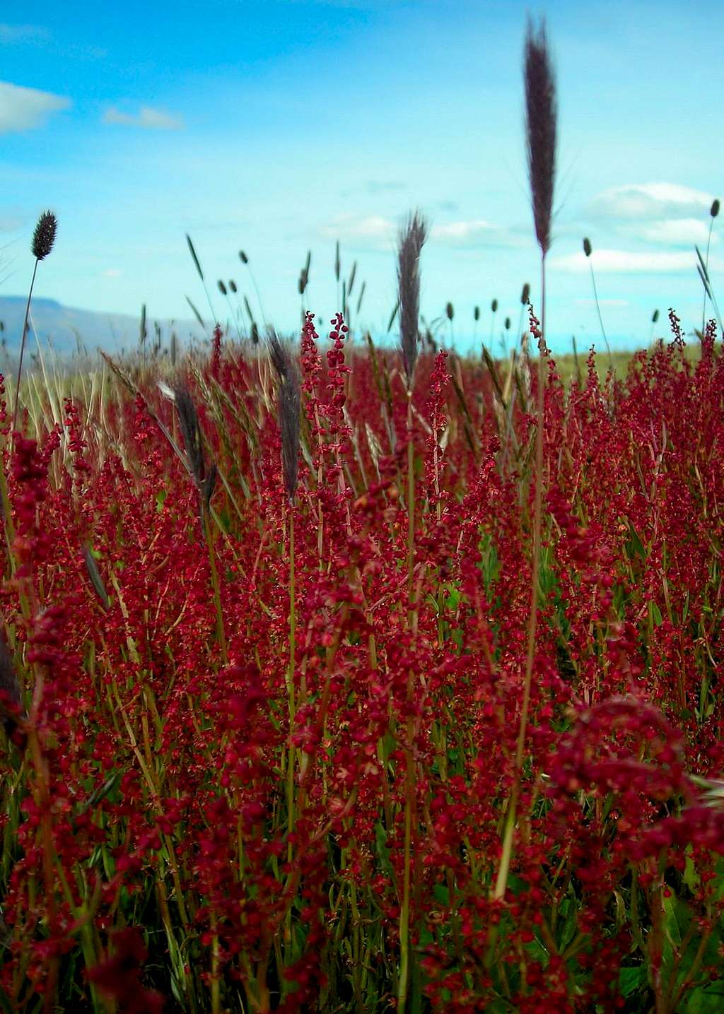 Patagonian Flora