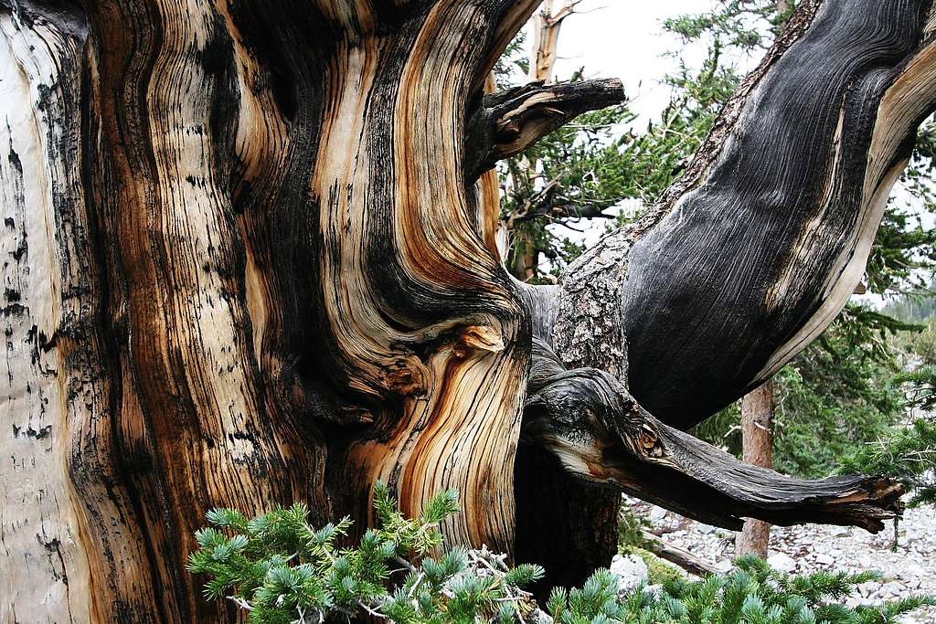 Bristlecone Pine on Wheeler Peak, NV