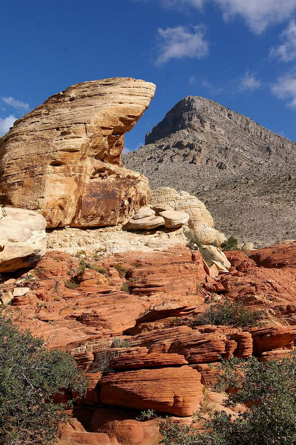 Turtlehead  at Red Rock