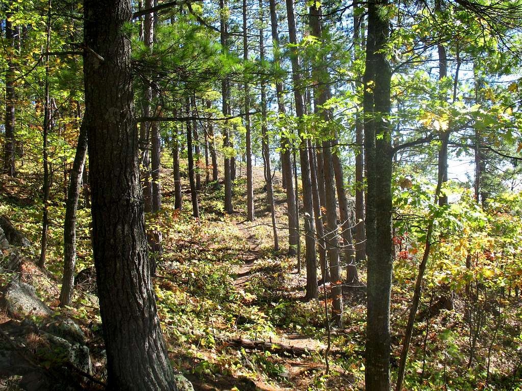 Red Pine Forest