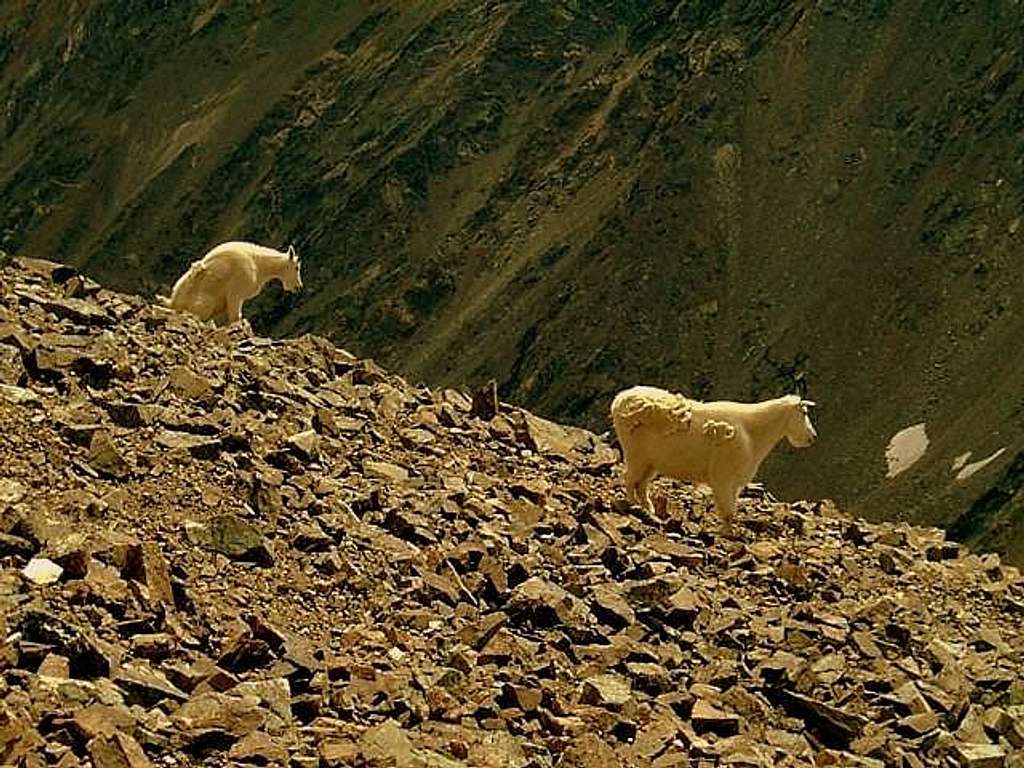 Mountain Goats. Torreys Peak, Colorado.