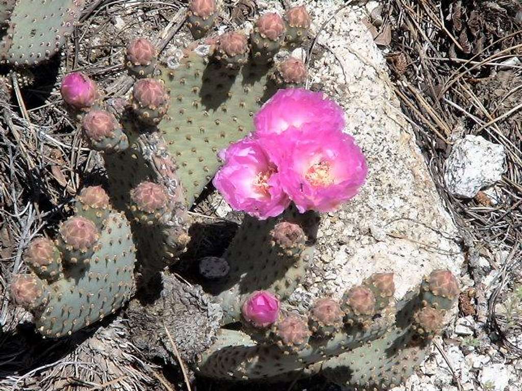 Cactus Flower in Bloom