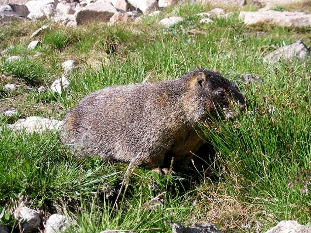A yellow bellied marmot on...