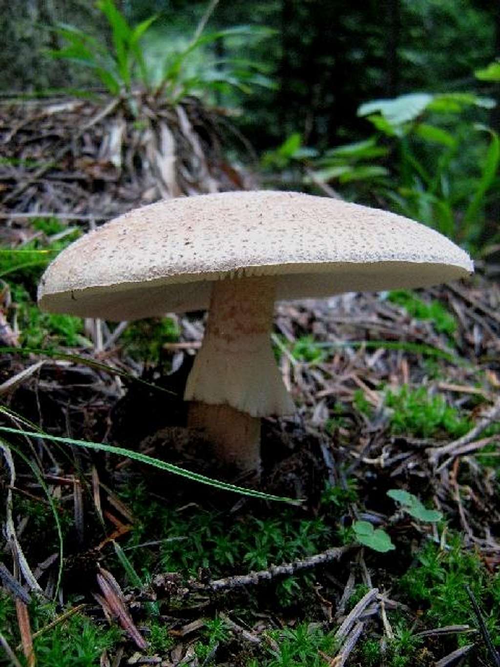 Amanita spissa