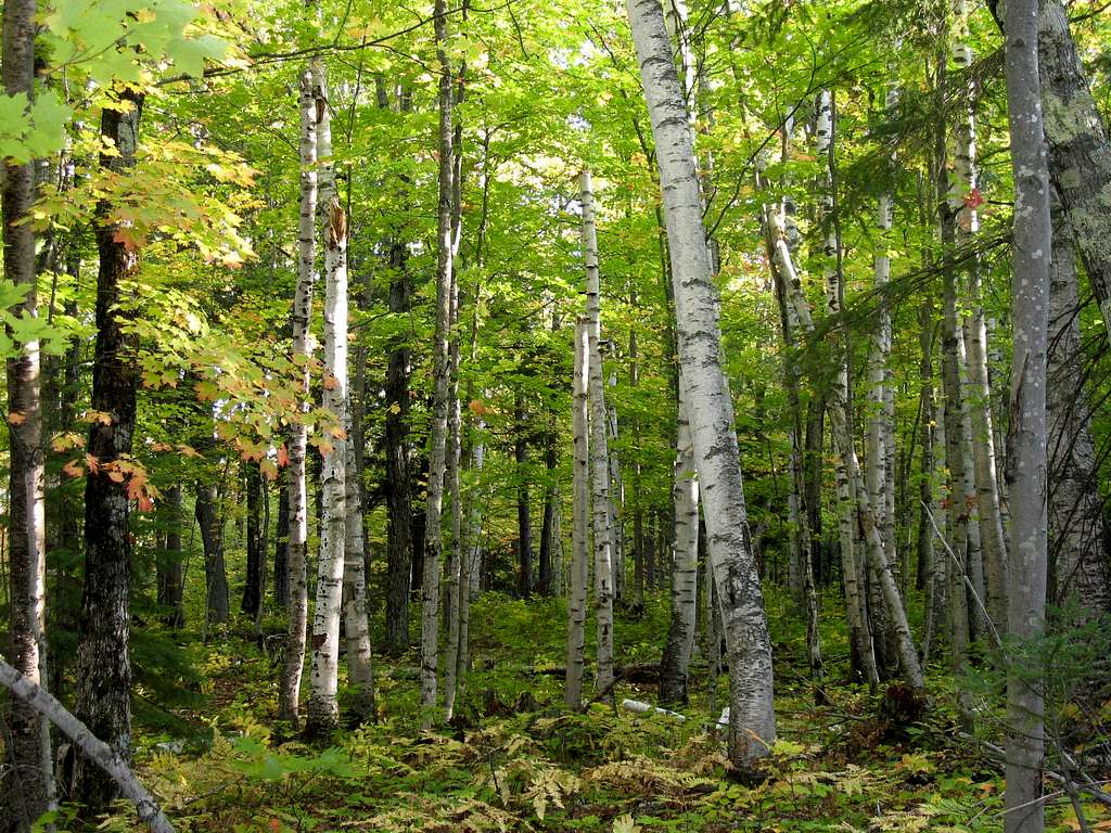 Birch-Maple Forest
