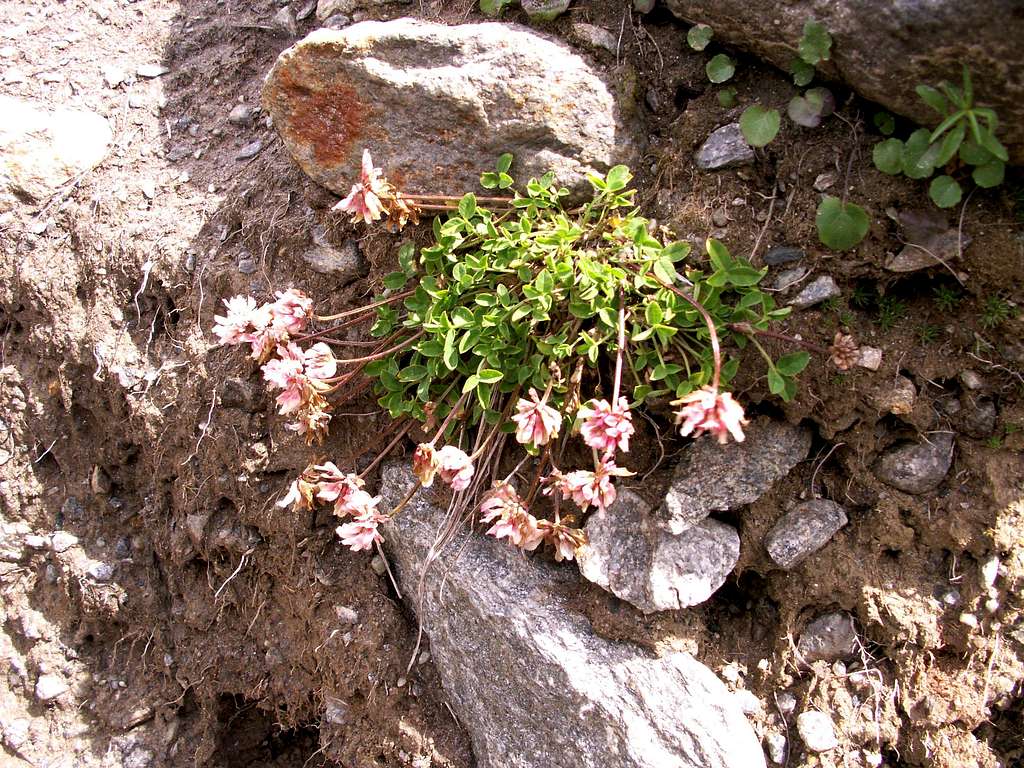Some Trifolium ...