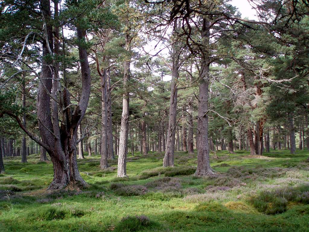 Calendonian pine in Glen Quoich