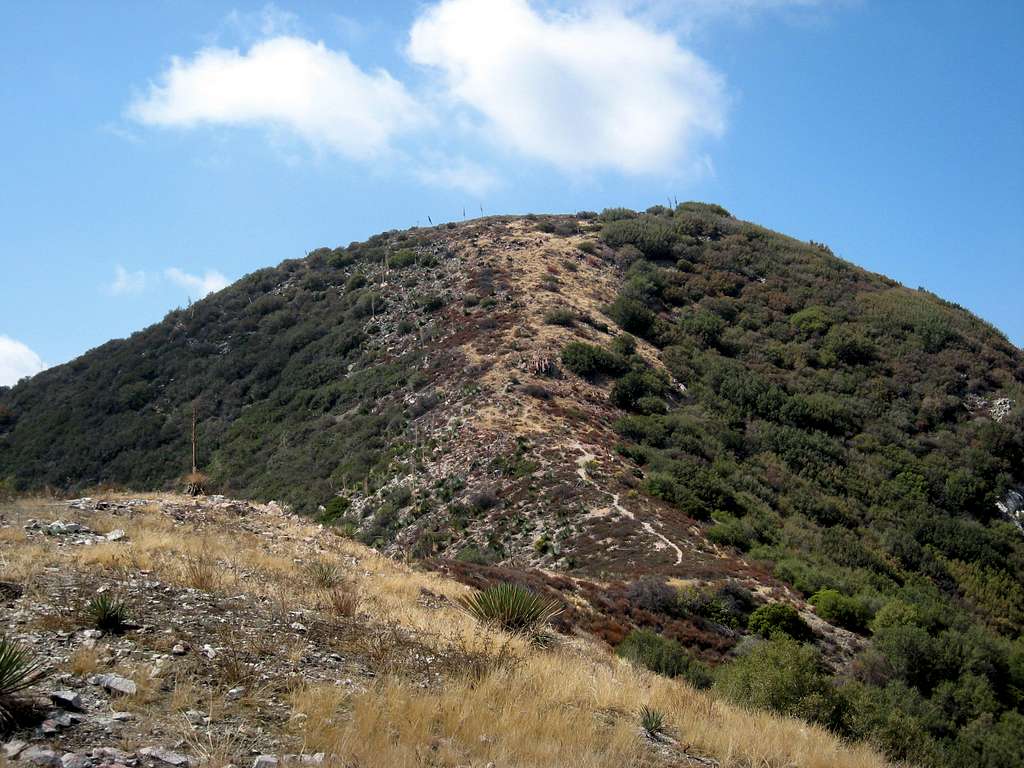 Hoyt Mountain (4,404'), San Gabriel Mtns.