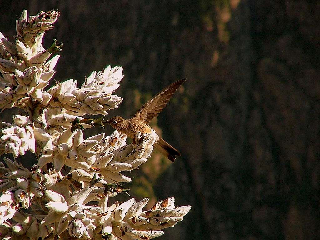 Hummingbird. Cañon del Colca, Peru.