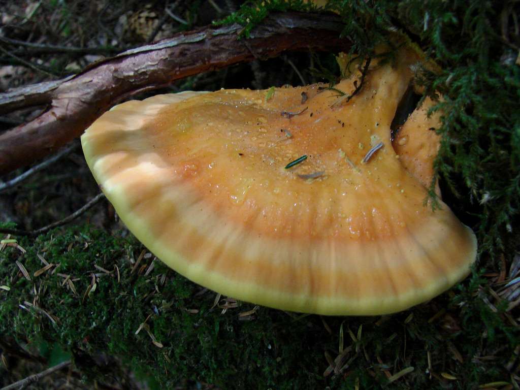Interesting looking Fungi