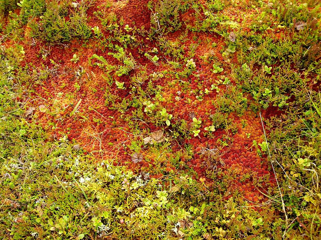 Colourful mosses and heathers