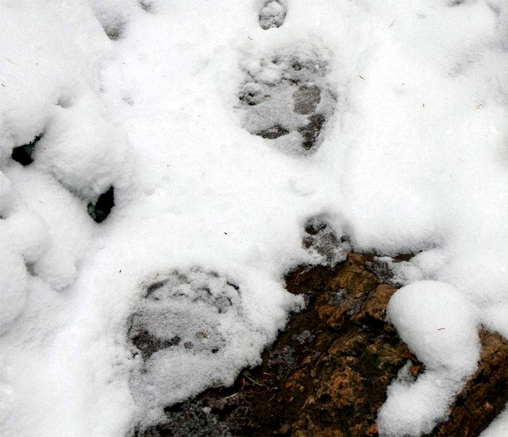 Grizzly Tracks