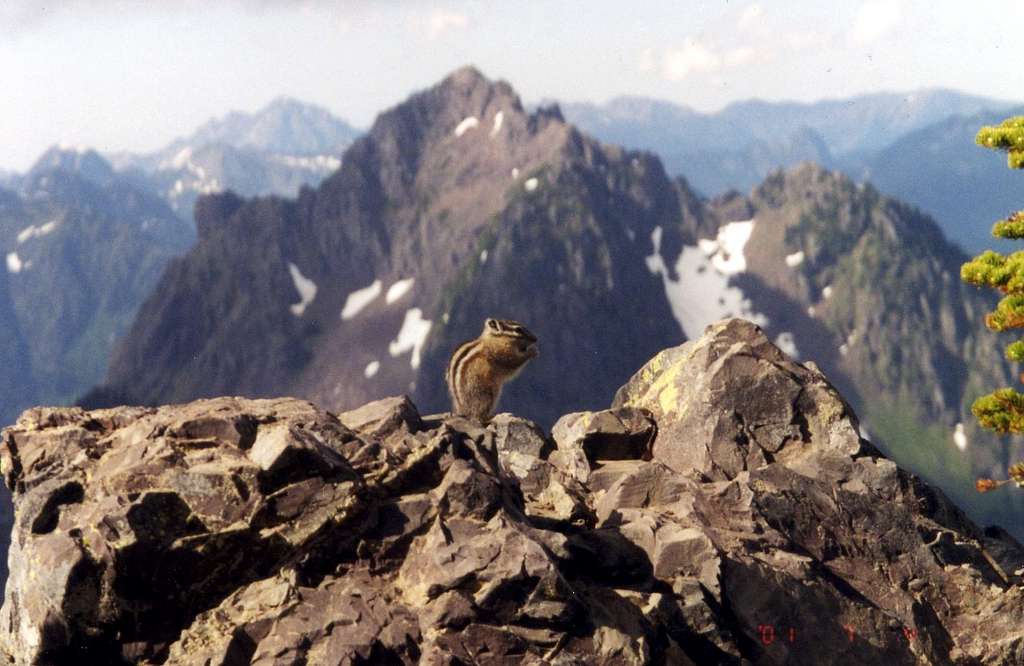 Chipmunk on Mount Ellinor