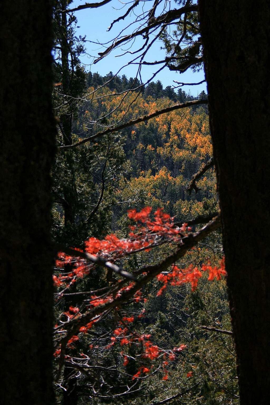 Sawyers Peak through the trees