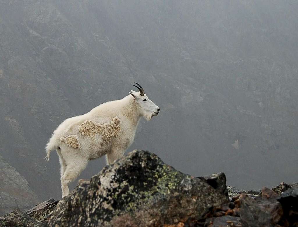 Proud Mountain Goat , Indeed!