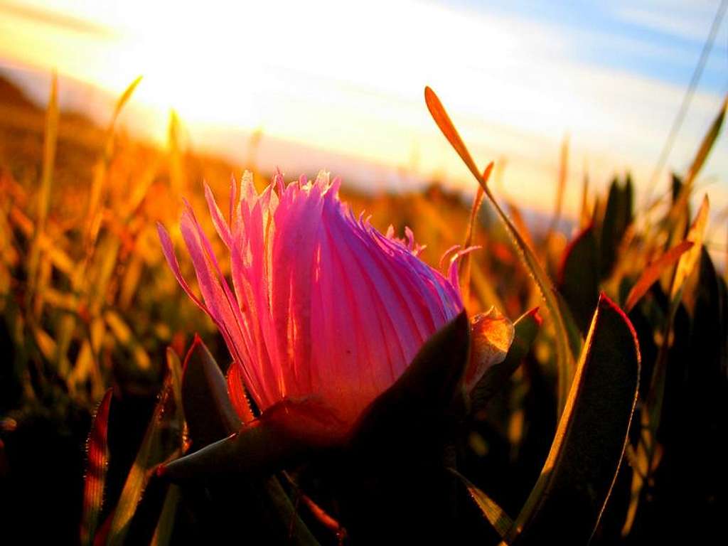 Flower at Sunset