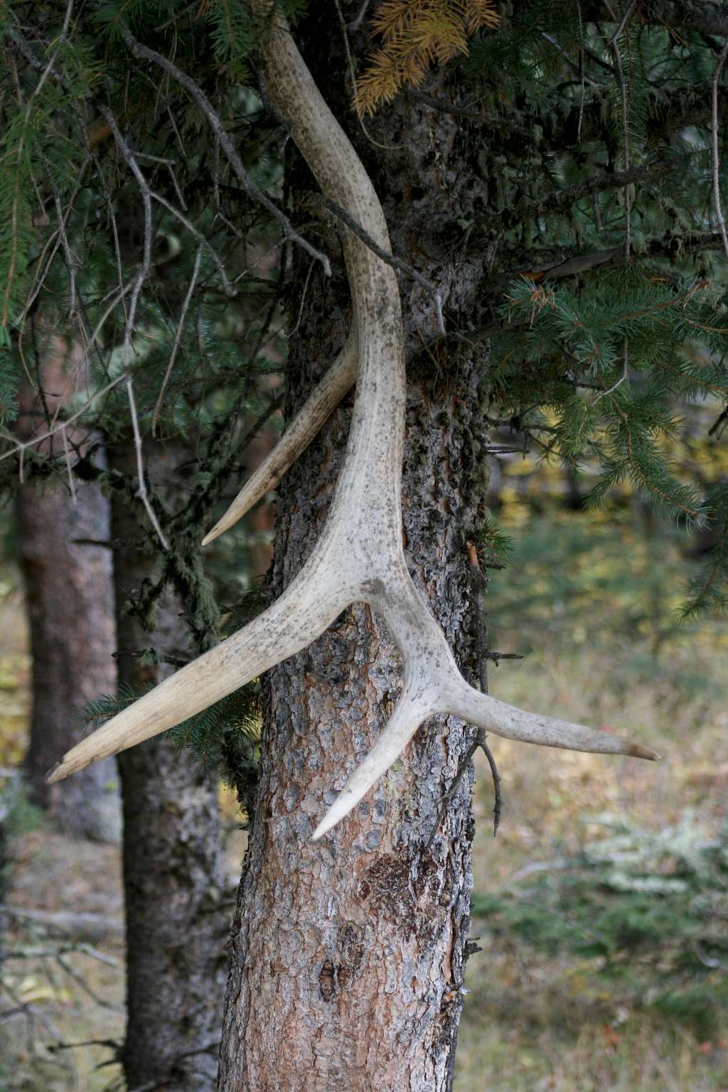 Hanging Elk Horn