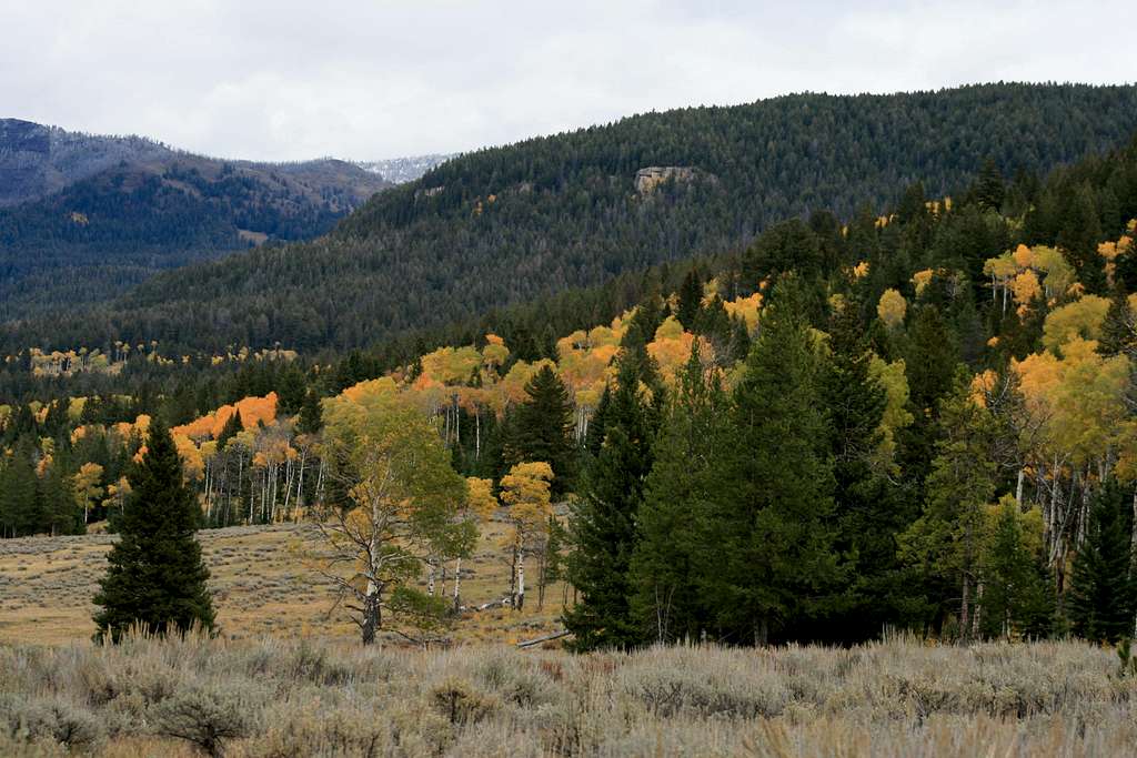 Fall Color in Slough Creek