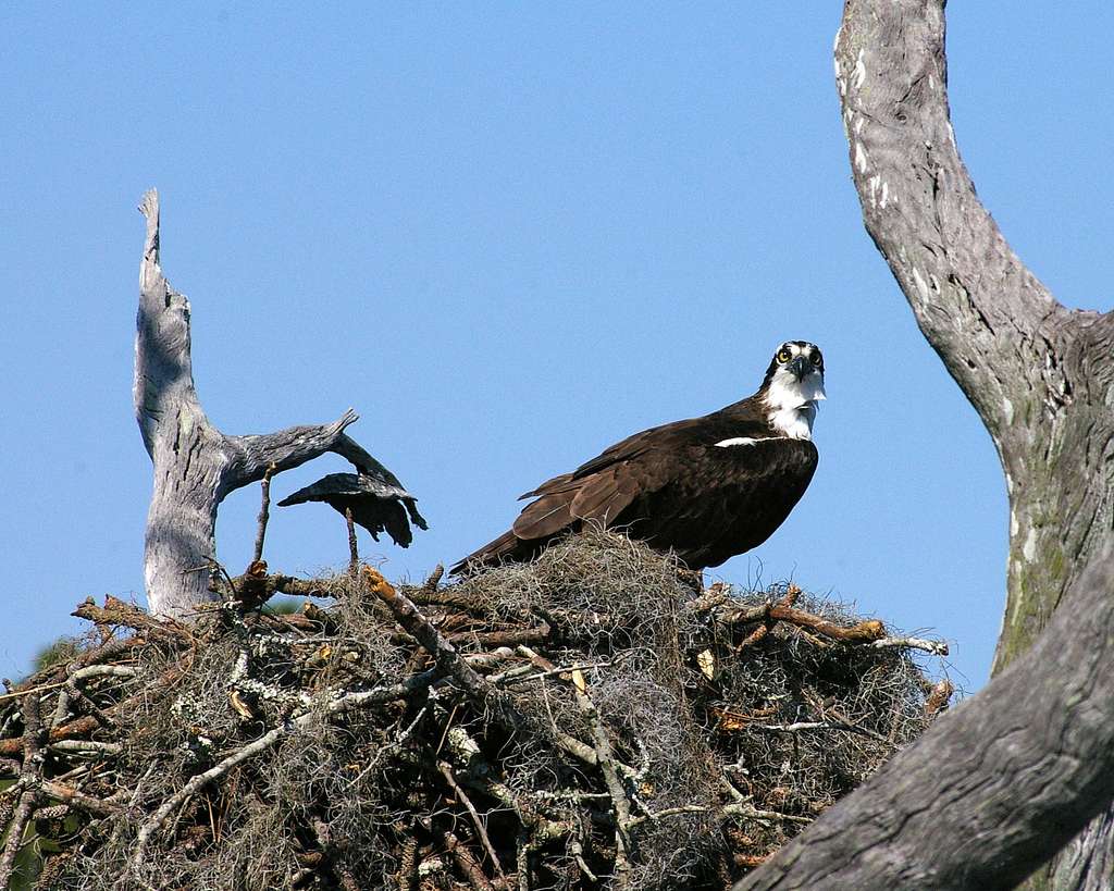Osprey at home