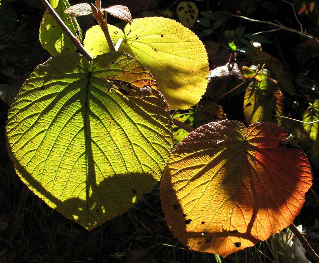 Silers Bald-- Leaf Patterns