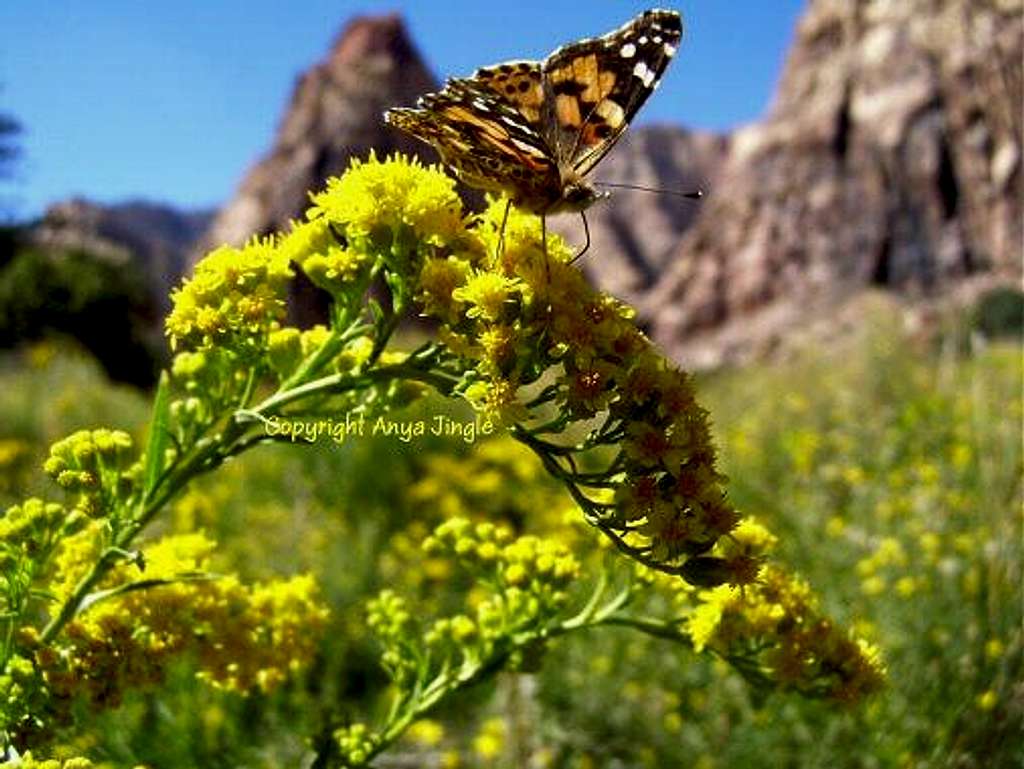 Painted Lady on Goldenrod