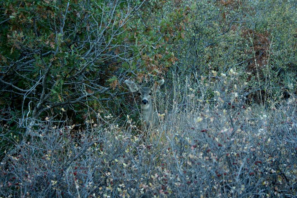 Can You See the Deer?