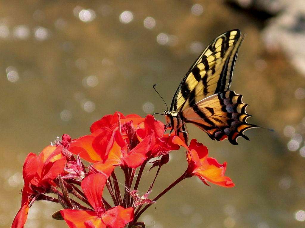 Butterfly on a Flower on Longs Peak