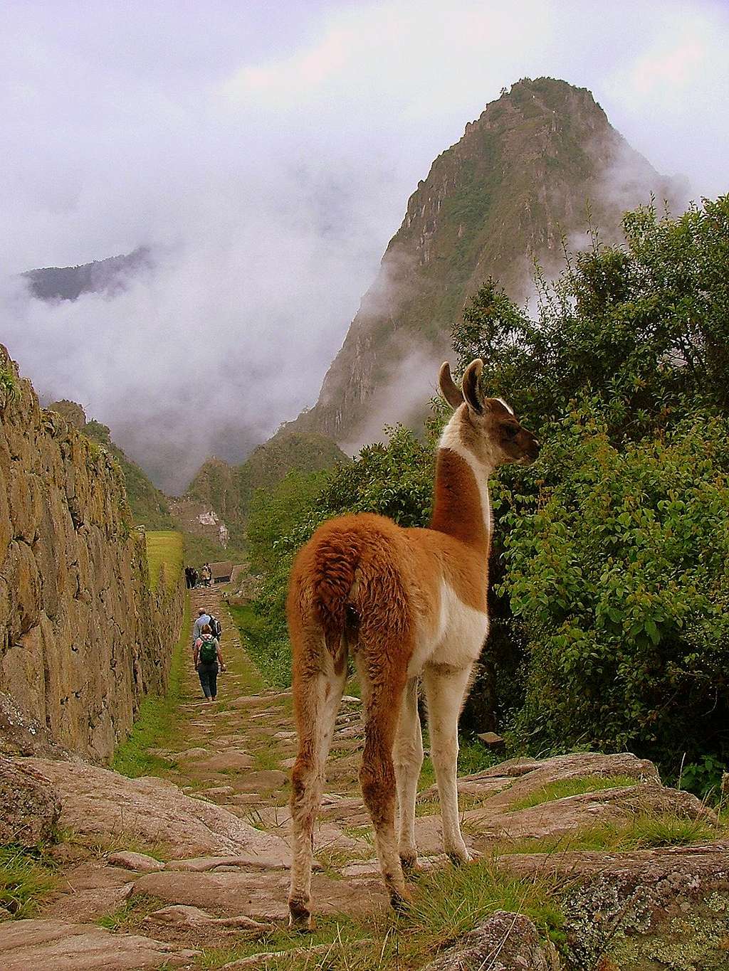 Vicuña and Huayna Picchu