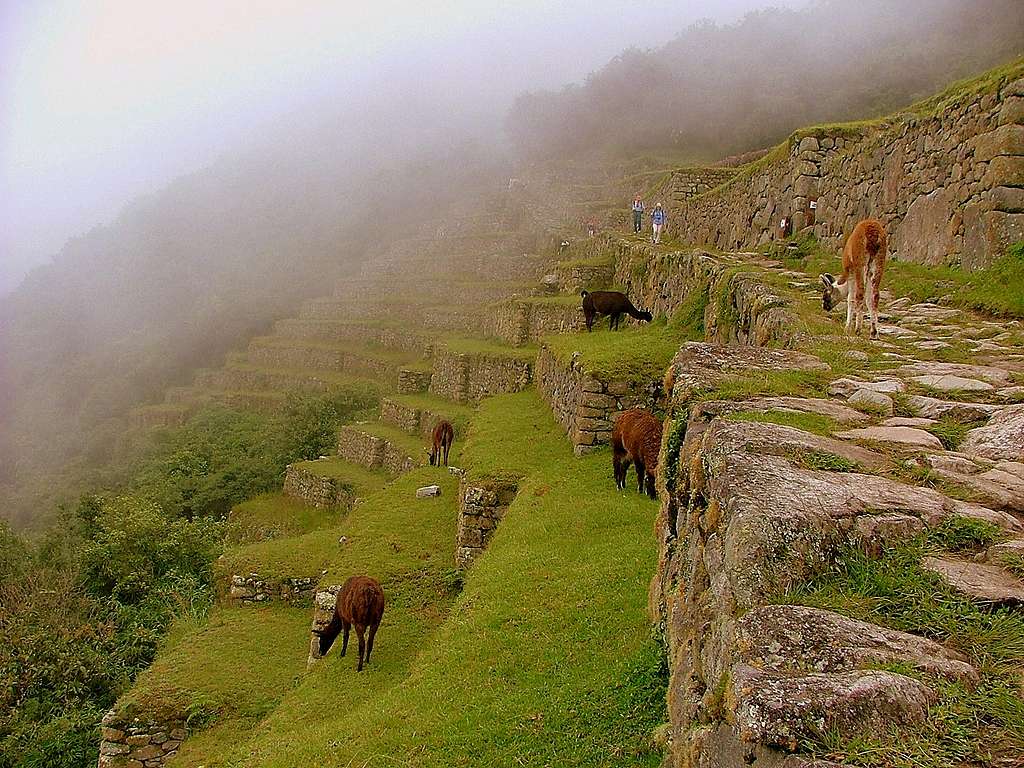 Machu Picchu. Cuzco, Peru.