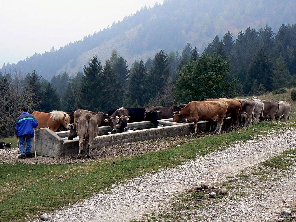 Cows drinking
