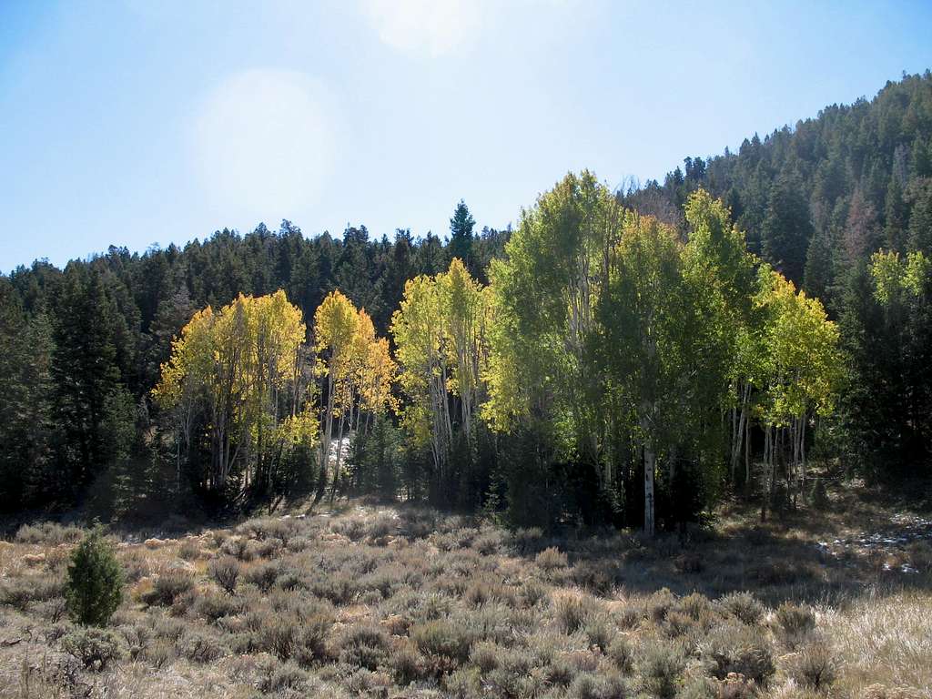 Aspens are some of