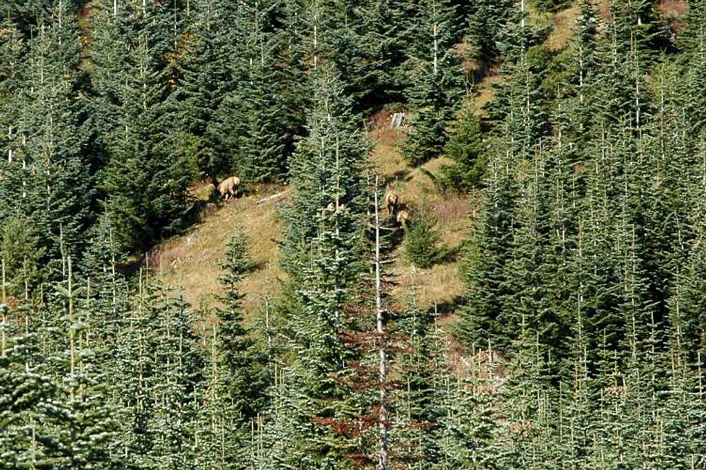 Elk Fleeing in Terror From Holebaggers