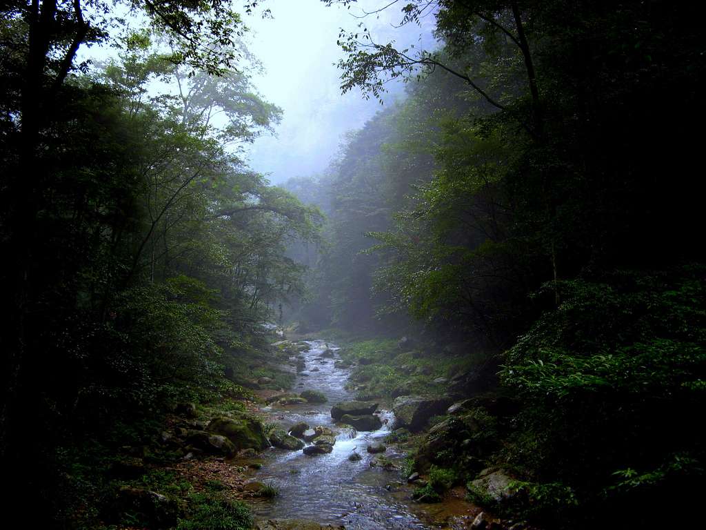 Dense forest River