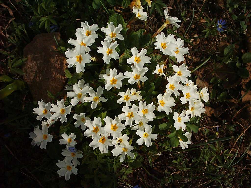 Flowers-Western  Alborz