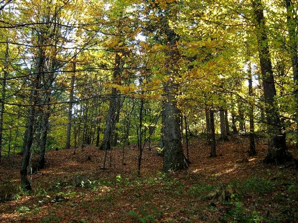Autumn in Beech Forest