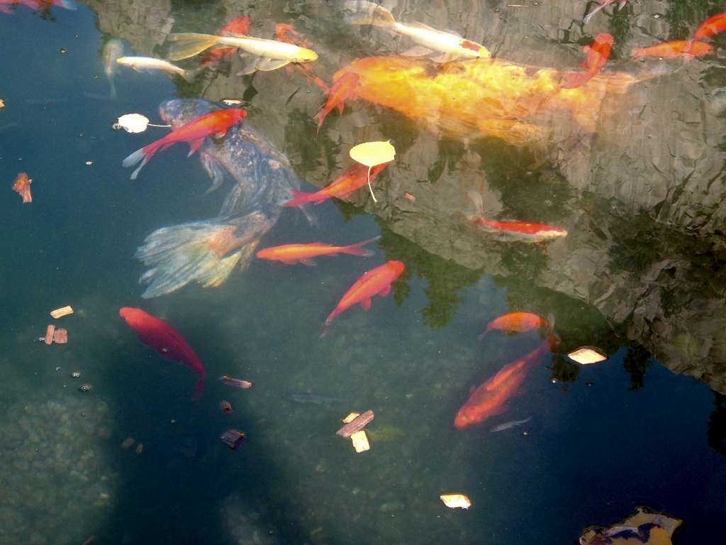 Fish pond in the Rockies