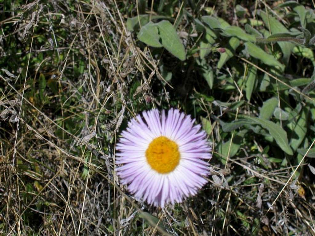 Flower in the high mountains
