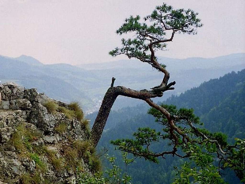 Relic Pine on top of Mount Sokolica (747 m)