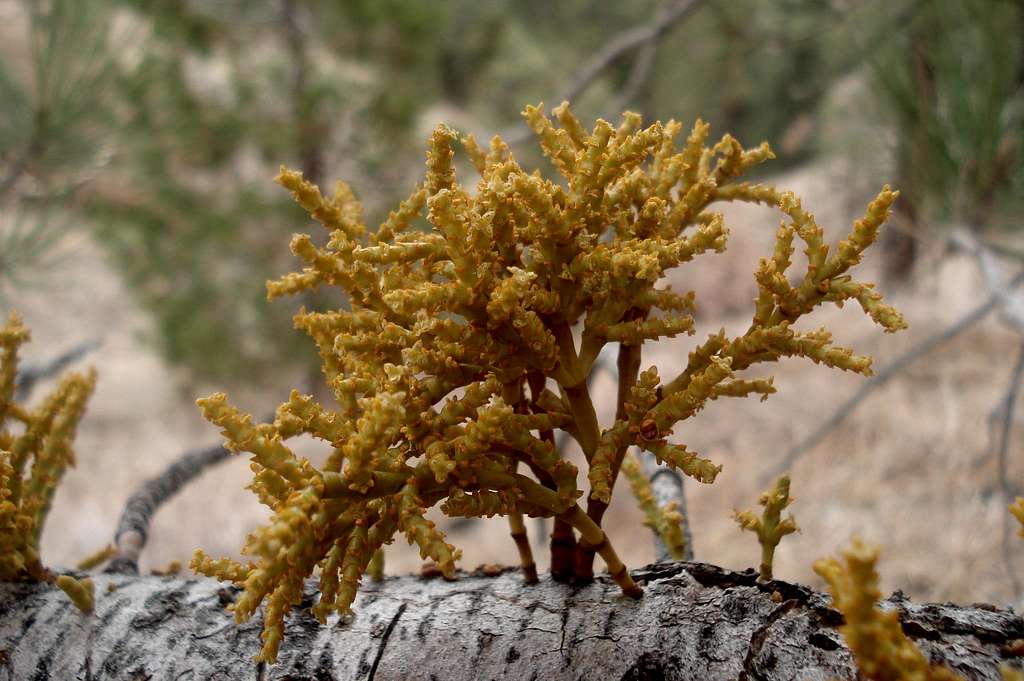 Is this a Lichen?