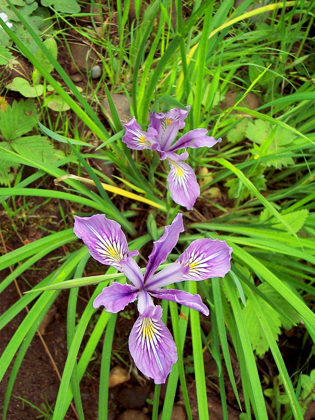 Iris on the trail to Angels Rest