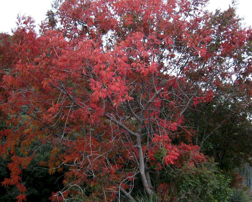 Fall Colors, San Gabriel Mtns.