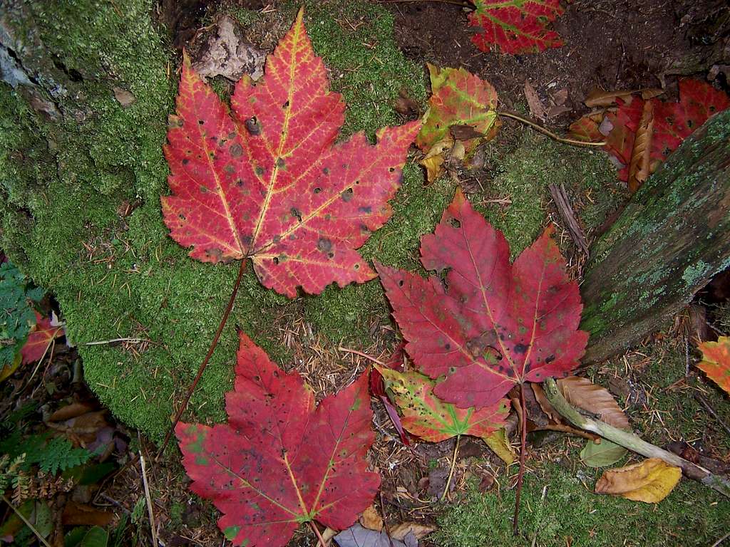October Leaves on Red Spruce Knob