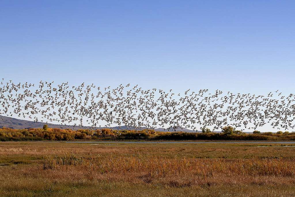 Snow geese taking flight