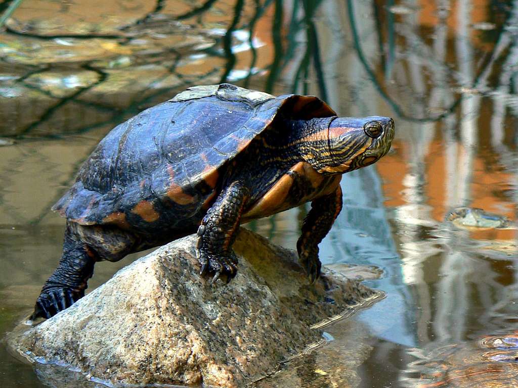 Brazilian water turtle